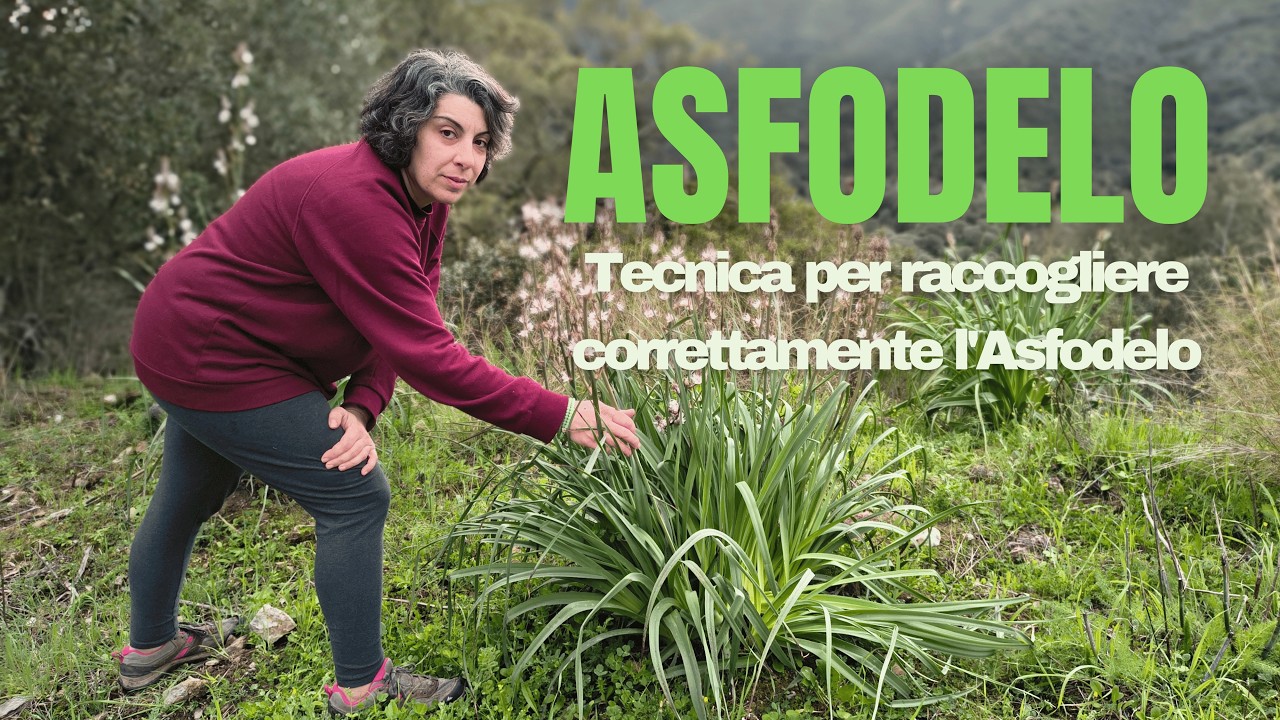 ASFODELO