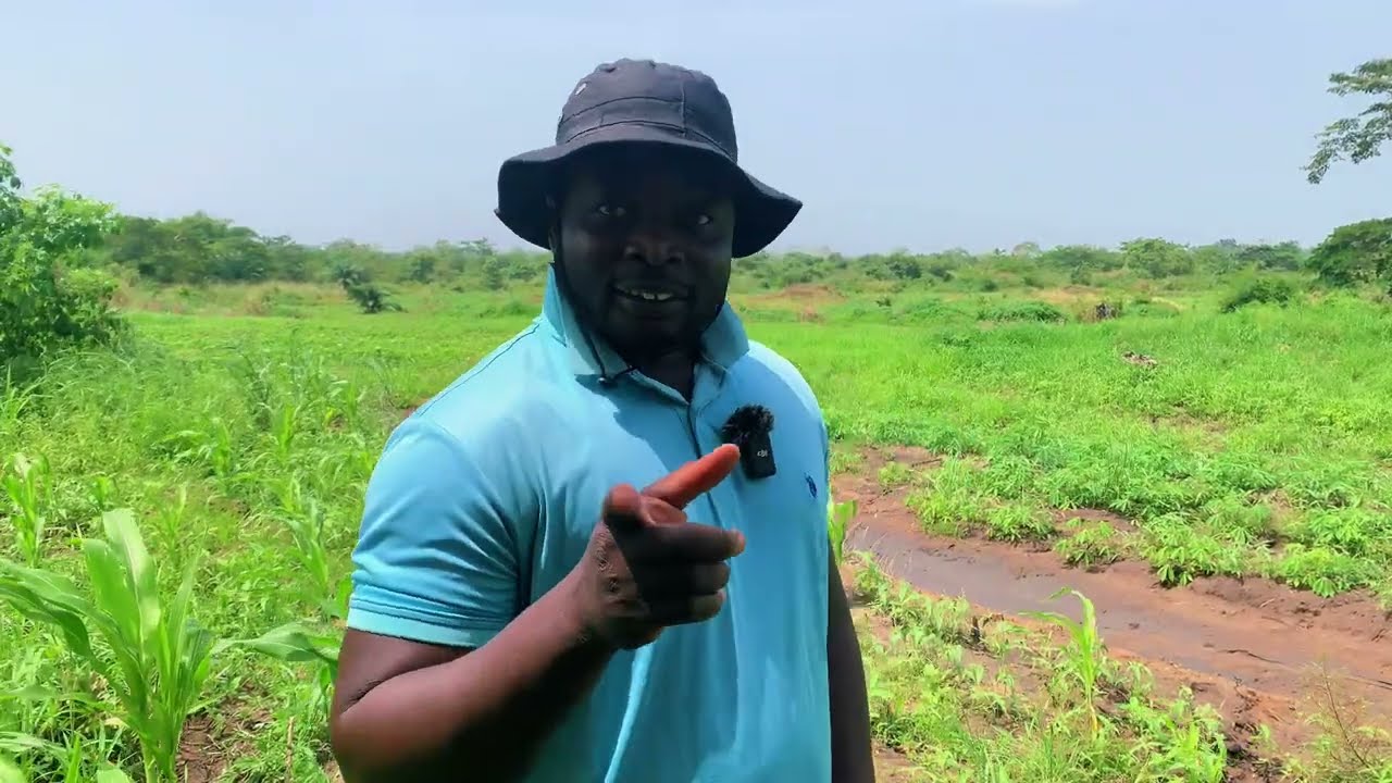 5 Tips in running a successful cassava business and whereto sell bulk cassava