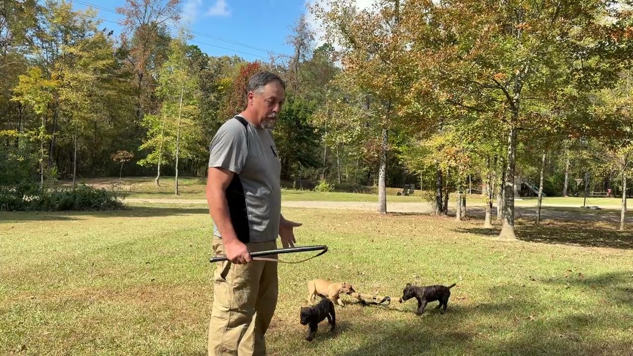 Scratch x Onyx pups (none available)