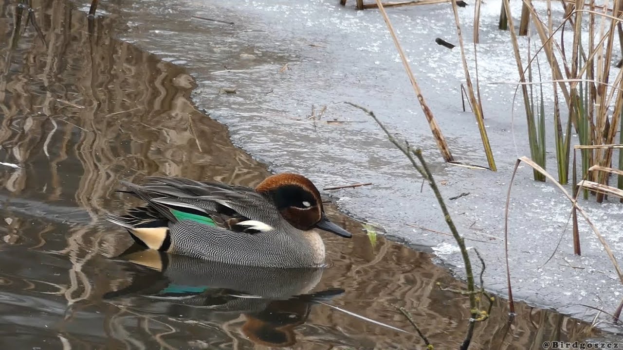 Cyraneczka - samiec, Eurasian teal - male (Anas crecca)