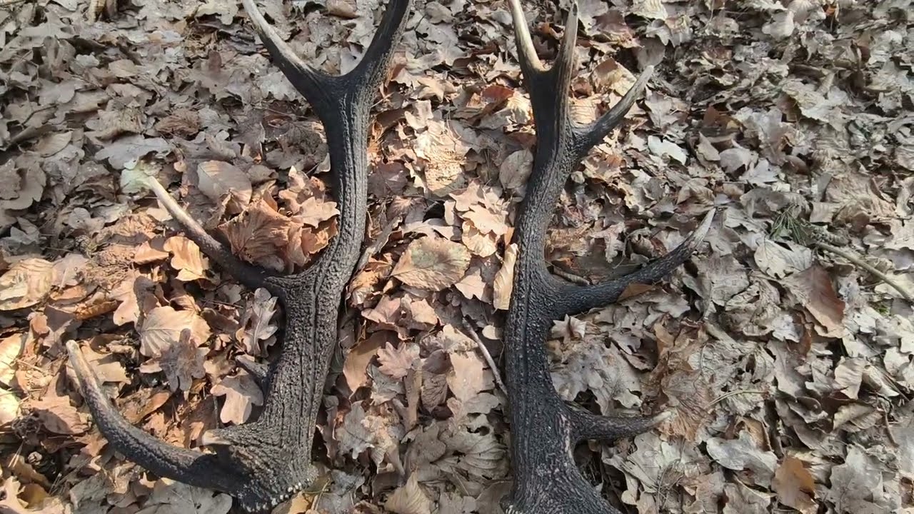 Piękna para zrzutów czternastaka nieregularnego.Zrzuty 2026