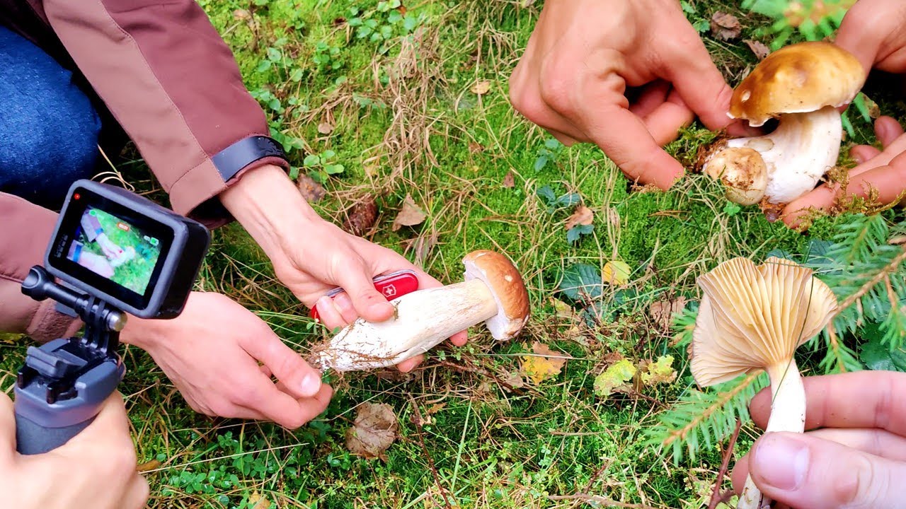 Pilze sammeln Mitte November | Diese Speisepilze gibt es noch 🍄