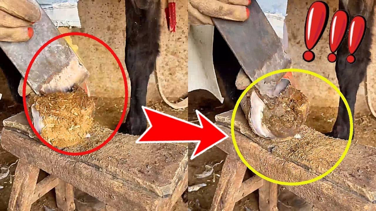 An experienced craftsman repairs a donkey's hoof in a smooth and proficient way as if cutting