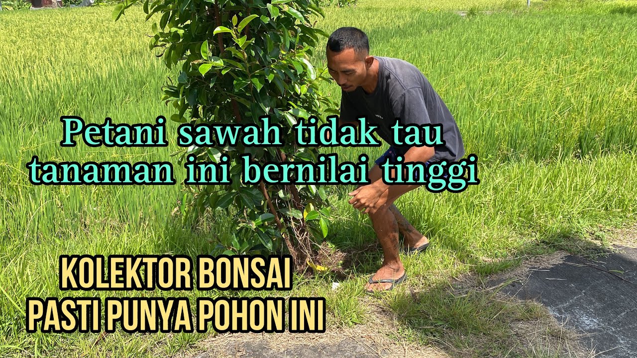 Dapat bahan bonsai istimewah di pinggir sawah