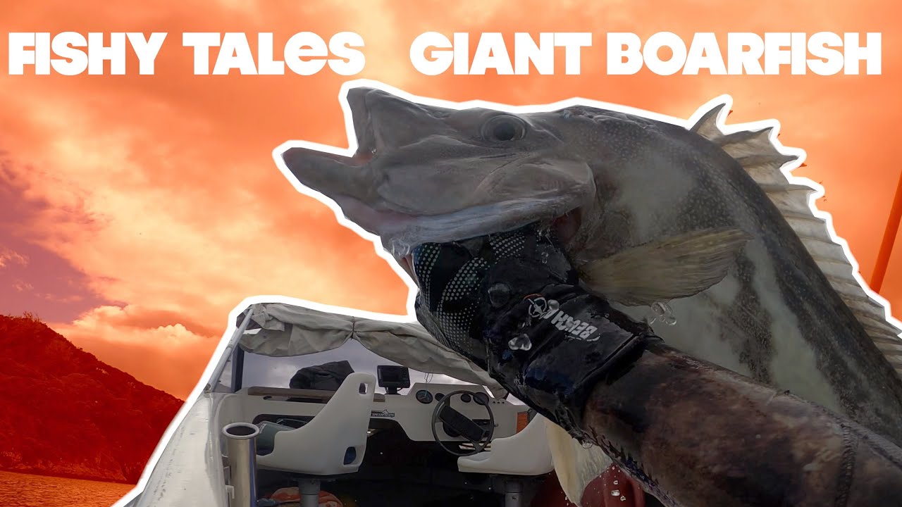 FISHY TALES- Ep 2 || GIANT BOARFISH || NZ Spearfishing