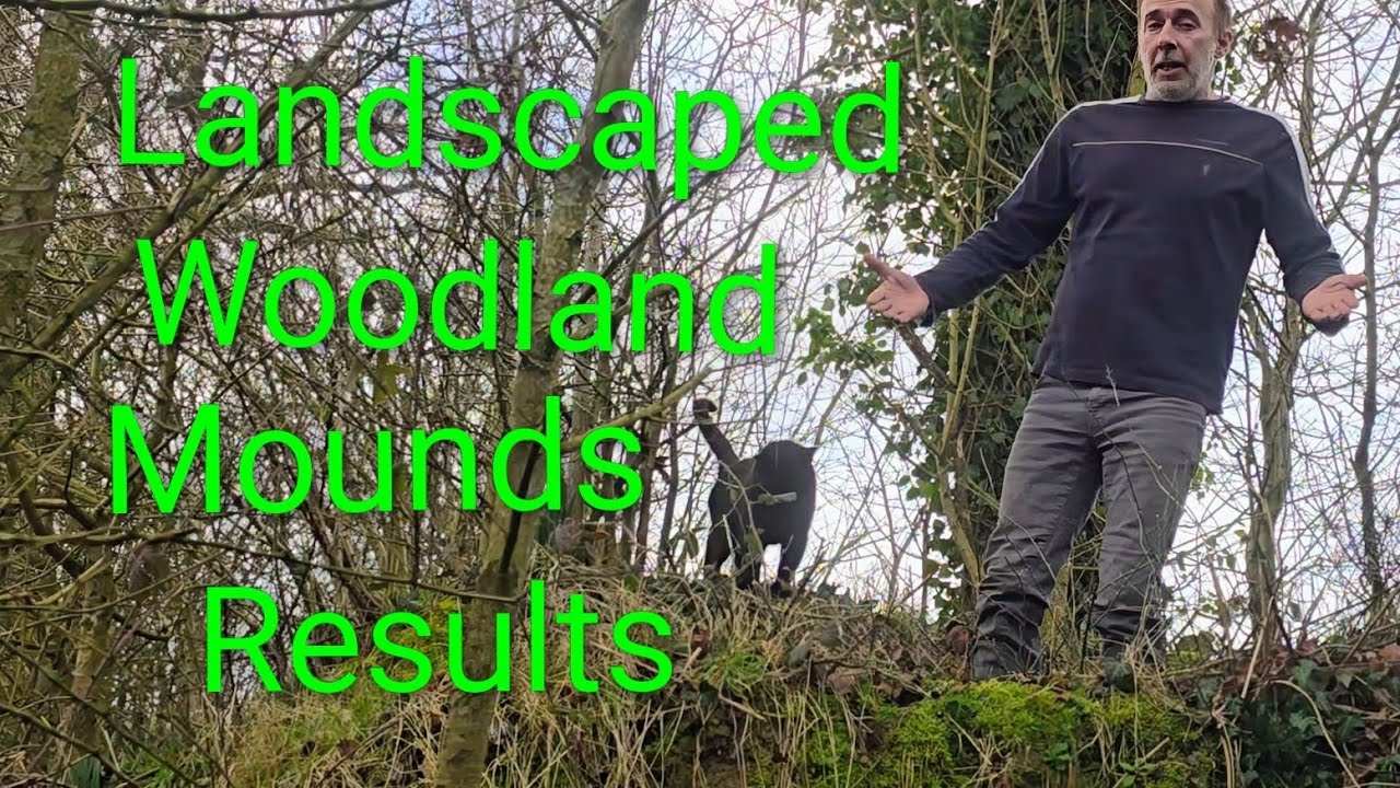 Landscaped Woodlad Mounds Results #forest #landscaping #treeplanting #habitat #rewilding #adventure 