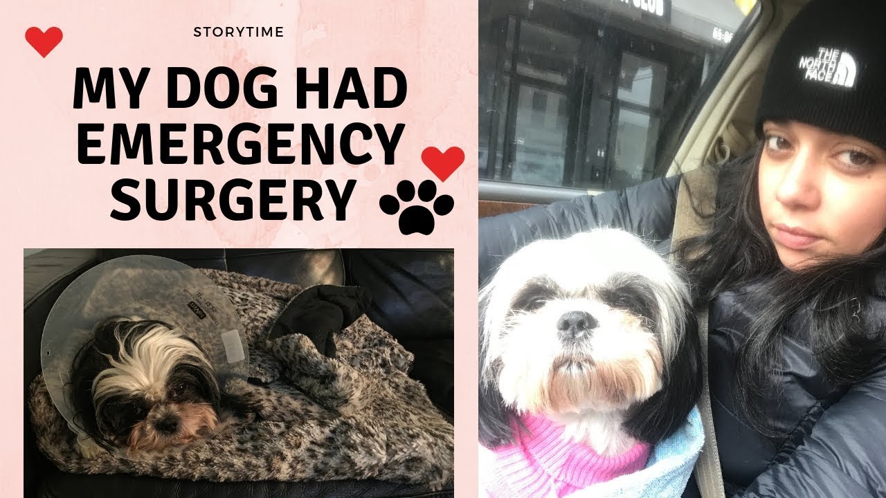 Story time | My dog had Pyometra | PT 1