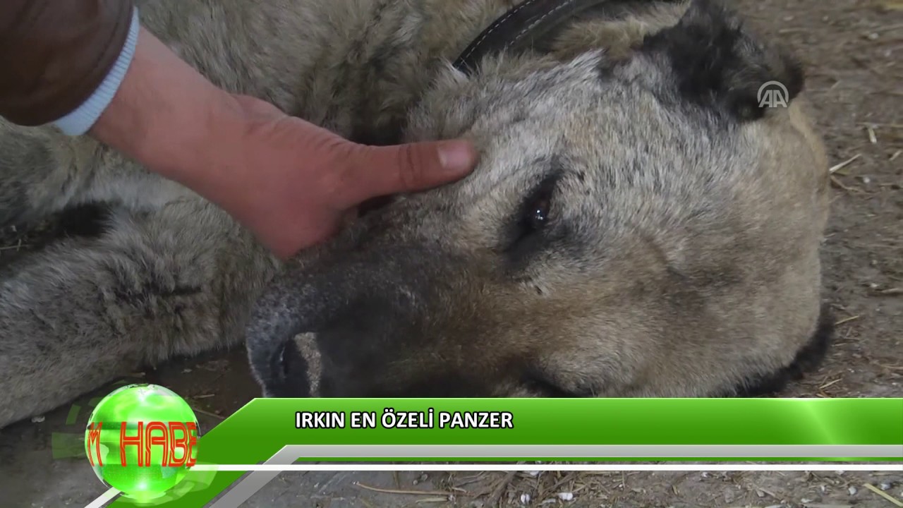 Irkın en özeli Panzer