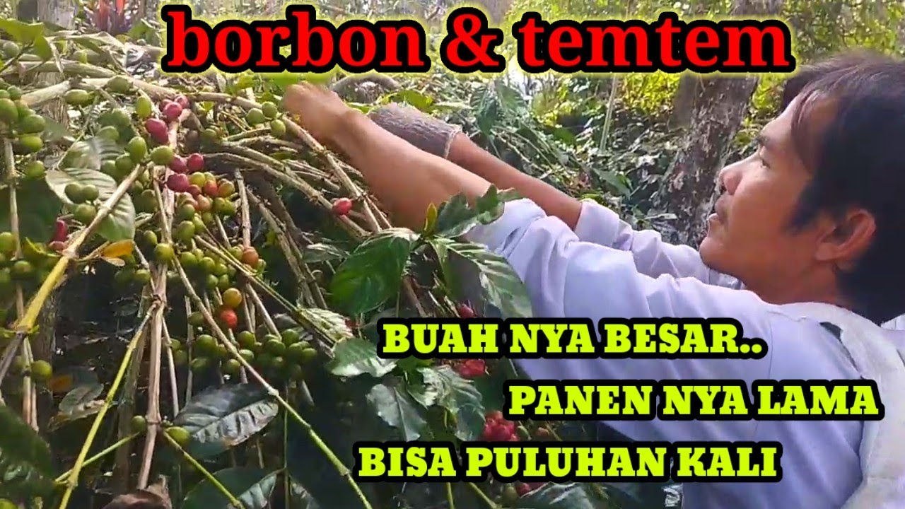 TEMTEM & BORBOR || KEUNGGULAN KOPI INI BERBUAH LEBIH BANYAK DARIPADA ATENG SUPER#bertanikopi