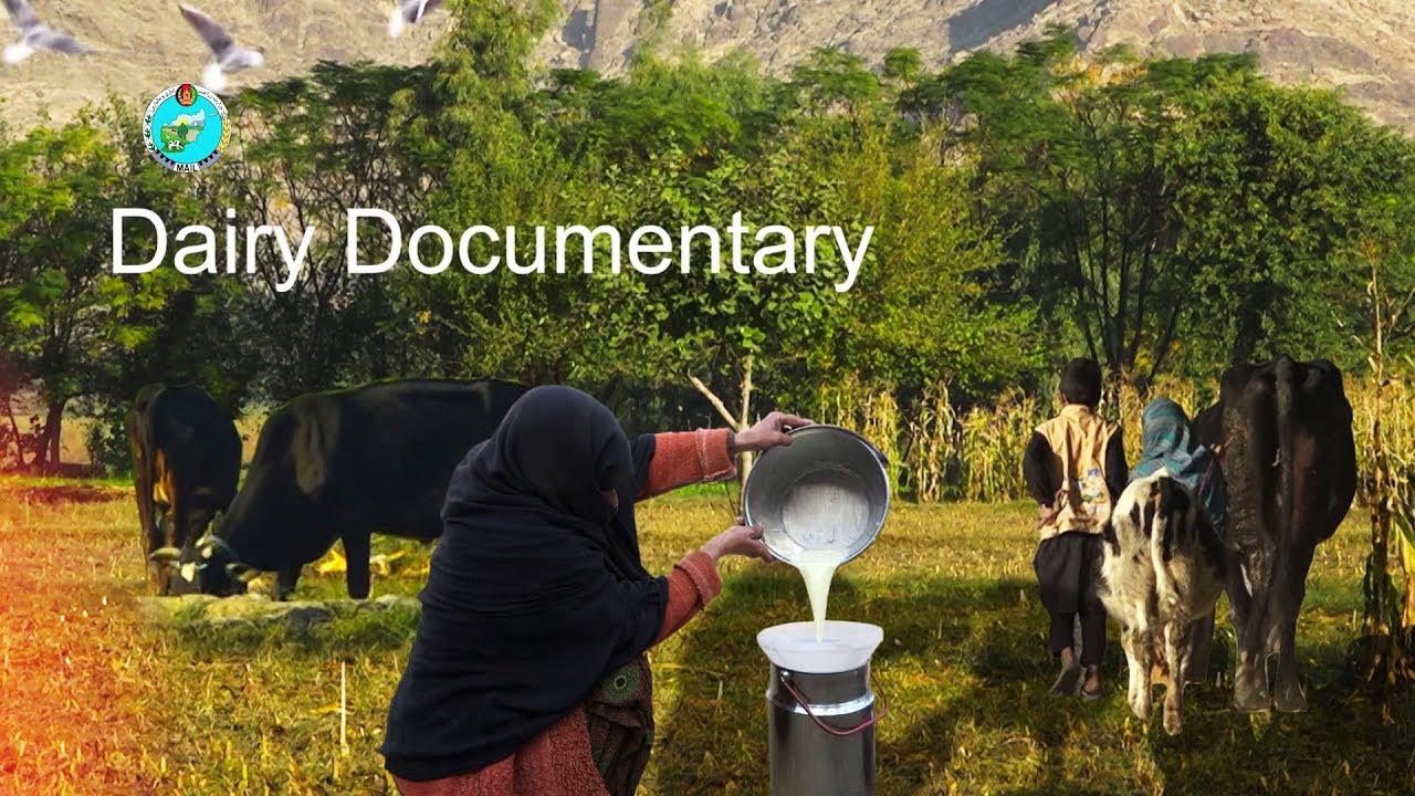 Afghanistan Nangarhar Dairy Documentary