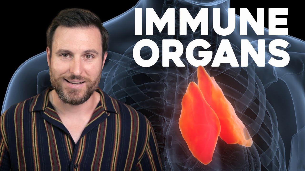Where is the Immune System? | Corporis