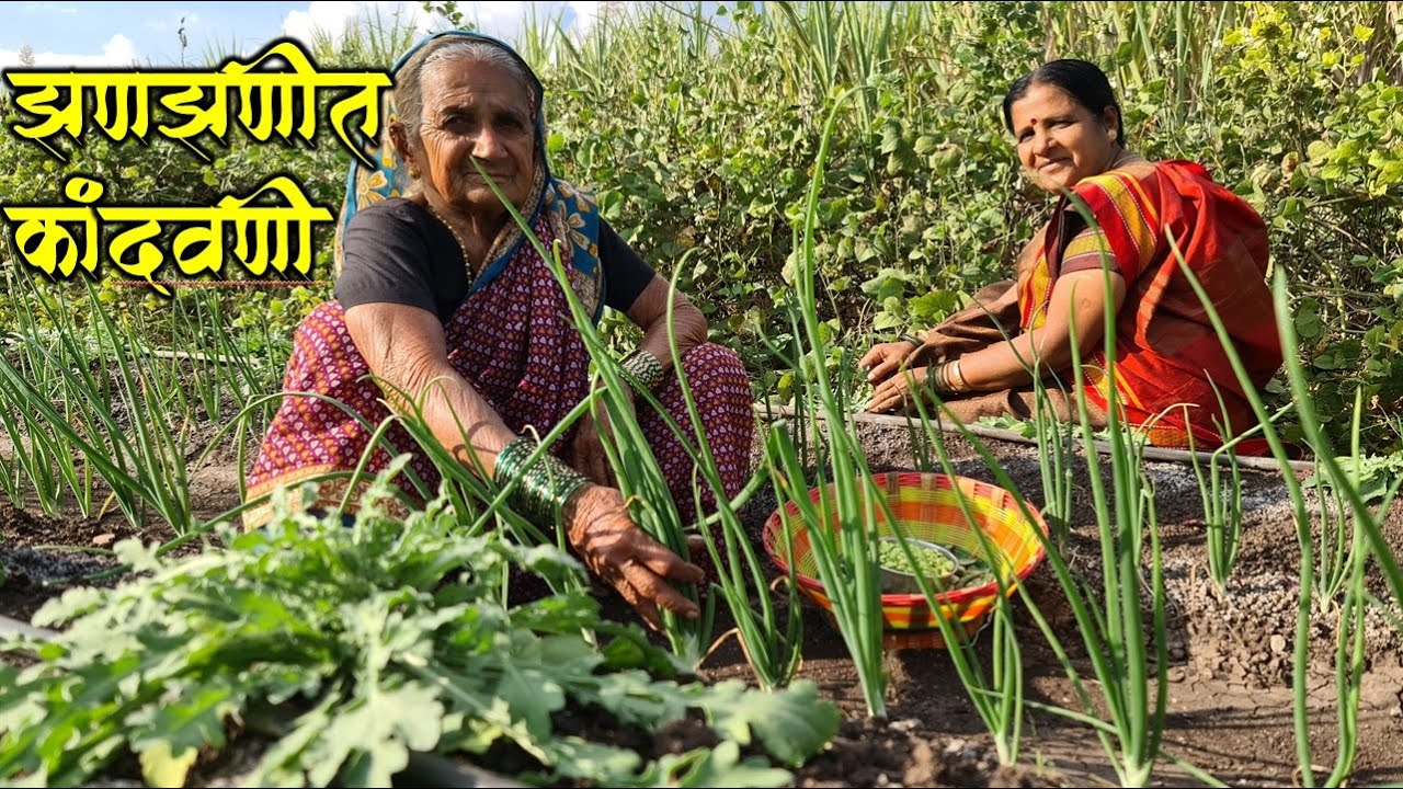 स्वयंपाक झटपट व्हावा म्हणून बनवली  झणझणीत कांदवणी , खारे शेंगदाणे आणि कडक भाकरी  | Kandyachi bhaji
