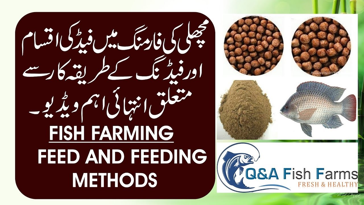 Fish Farming. Fish feed and Feeding methods. Hindi/Urdu with English subtitles video 5