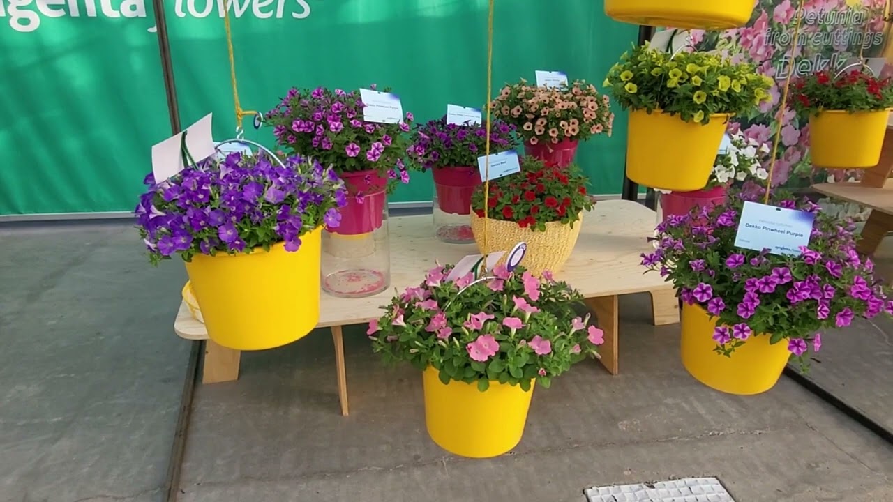 Petunia Dekko | Syngenta Flowers (IT)