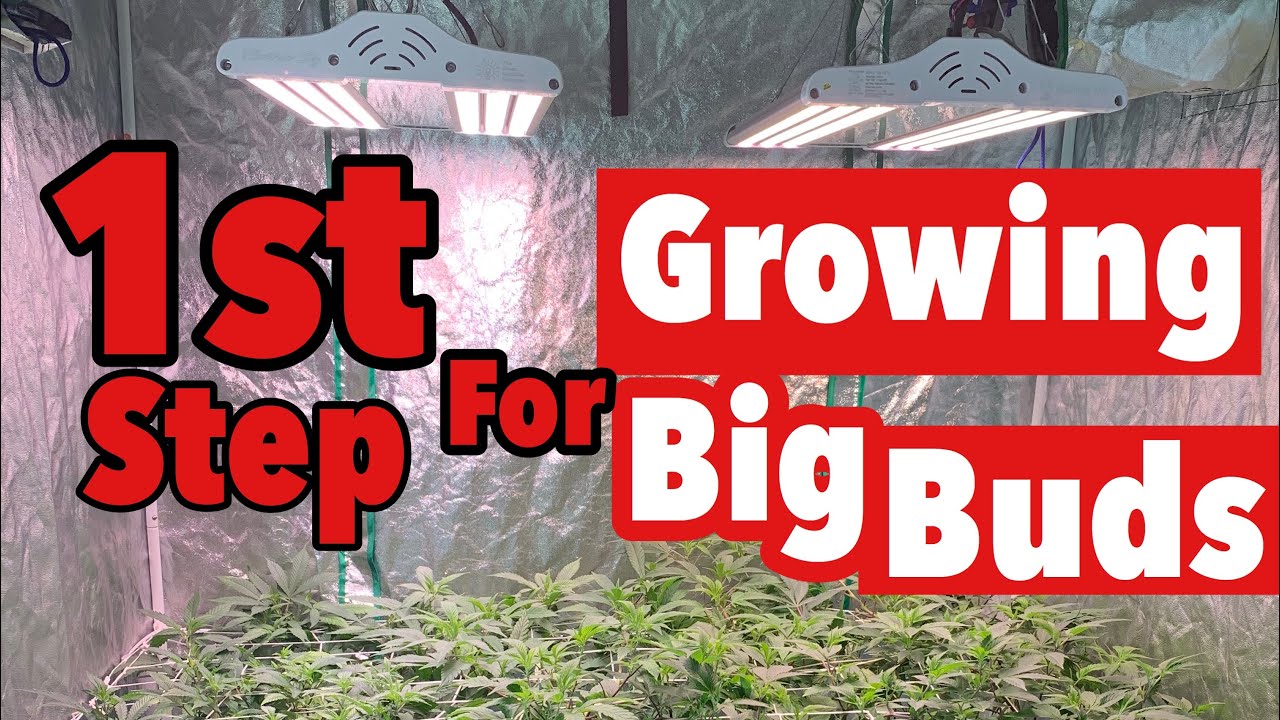 GROWING WITH LED LIGHTS FIRST STEPS & TIPS FOR GROWING BIG BUDS