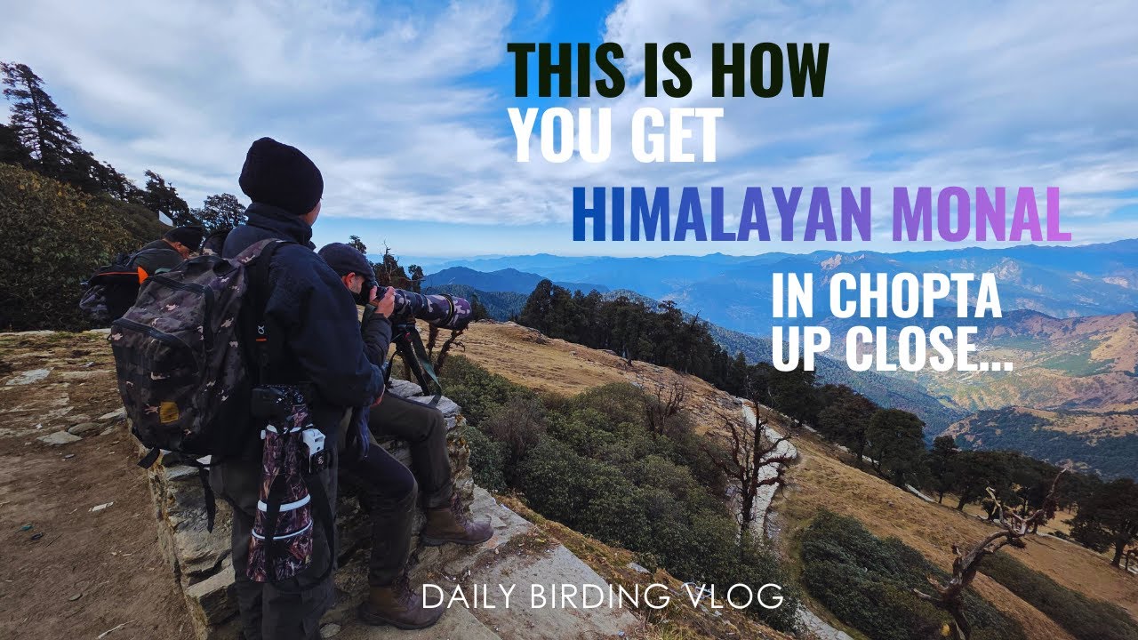 Monal in Tungnath Chopta Kedarnath Wildlife Sanctuary