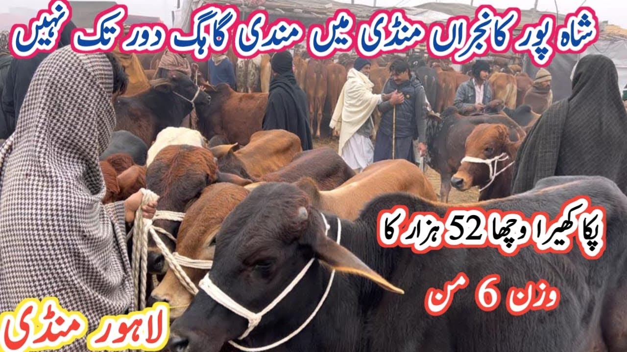Lahore Shahpur Kanjra Cattle Mandi | Bakra Mandi Lahore | Bachra Mandi Shahpur Kanjra