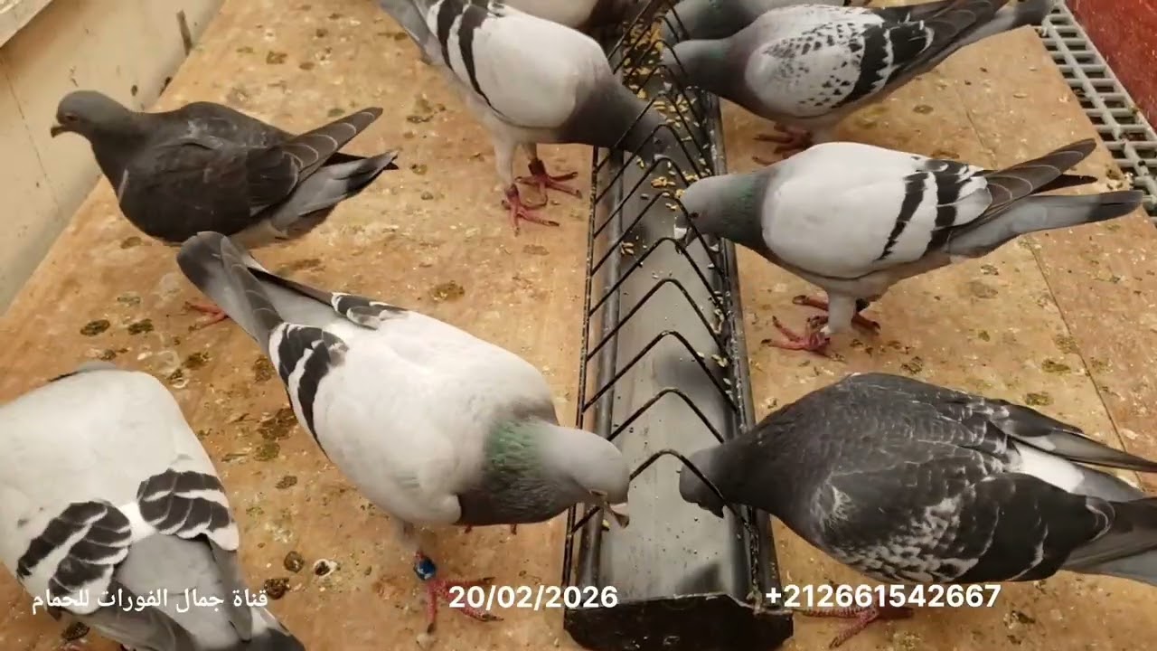  جمع الحمام لسباق 280 كلم بالتوفيق للجميع أن شاءالله وشكرا 