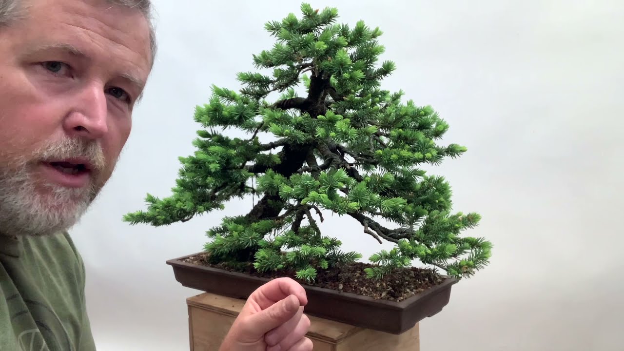 Bonsaify | Spring Spruce Care Pinching