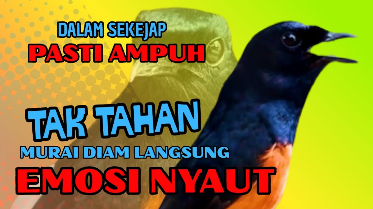CEPAT NYAMBER✅✅ gak akan TAHAN diam murai mendengar pancingan ini✅✅