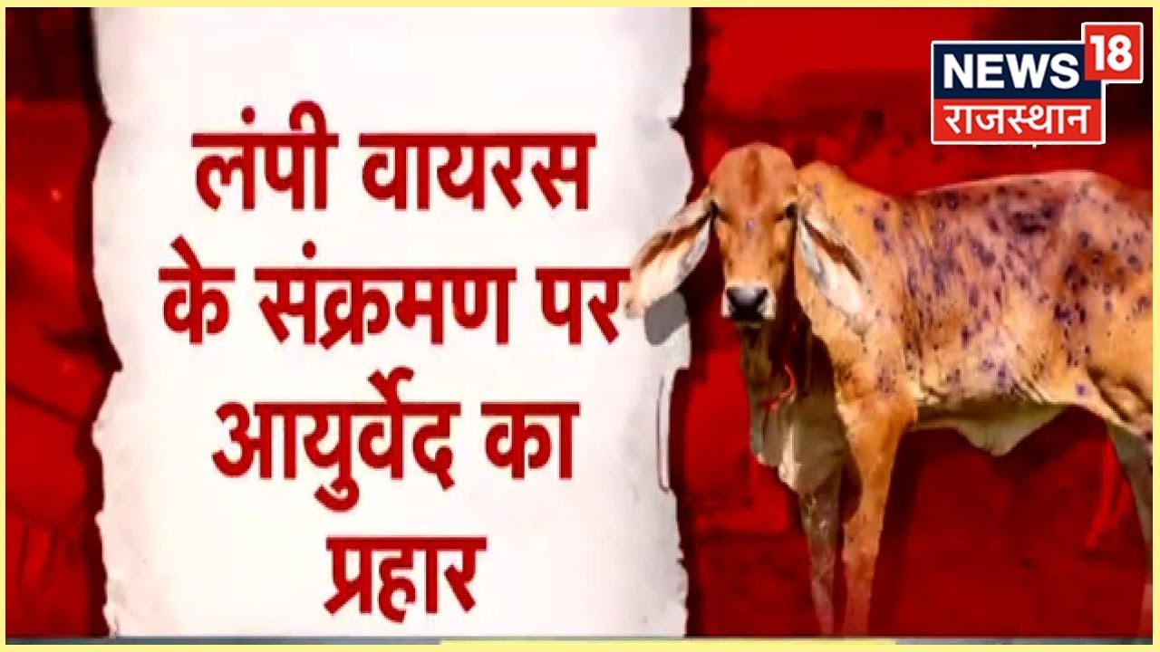 Lampi Skin Disease | लंपी से ग्रसित पशुओं का होगा इलाज, घरेलू आयुर्वेदिक नुस्खों से बचेगी जान