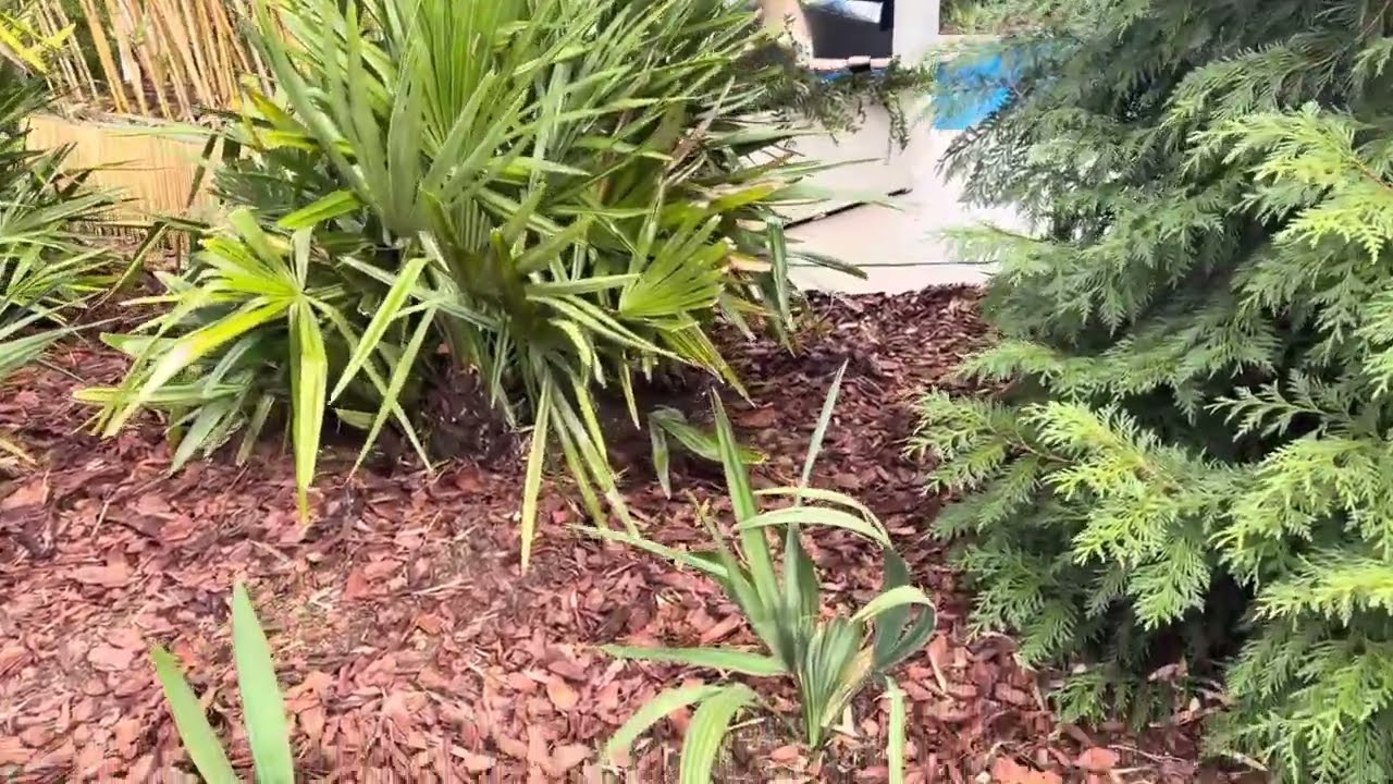 Remulching a Palm Bed: Sabal Minor, Needle Palm & Cold-Hardy Tropicals in Tennessee