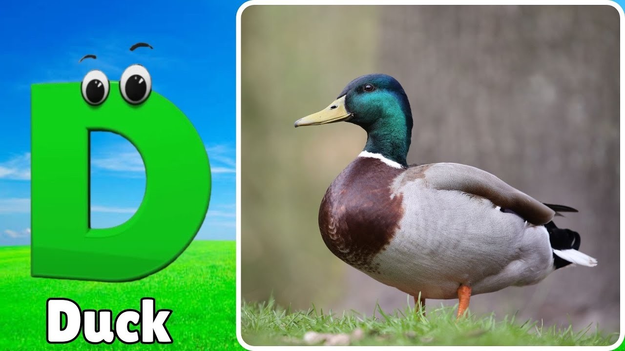 ABC Song | Birds ABC Song | Phonics for Kids| Learn ABC, Baby | Alphabet Letters