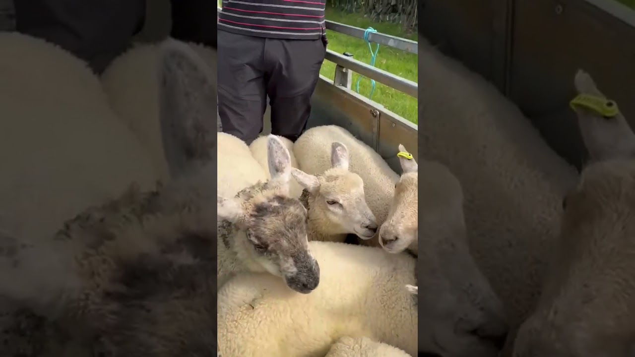 Mullinahone Co-op Bubblegum Sheep Tags🐑