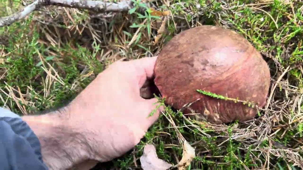 BOLETUS EDULIS y PINOPHILUS de alta montaña, Octubre 2024