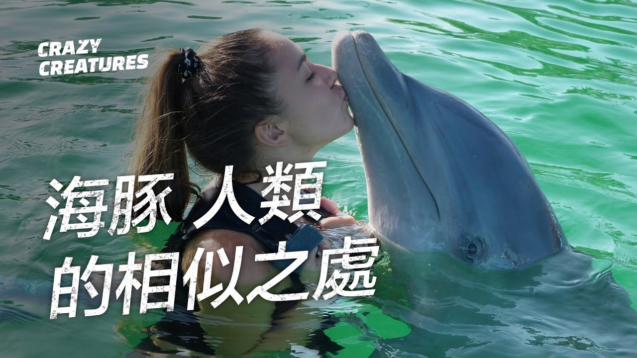 海豚像人類一樣的5個地方 | 奇怪動物紀錄片