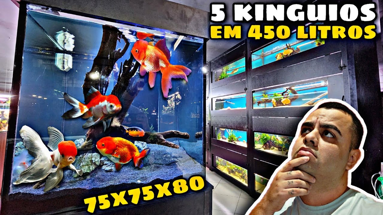 SOLTAMOS 5 KINGUIOS LINDOS NUM AQUÁRIO DE 450L