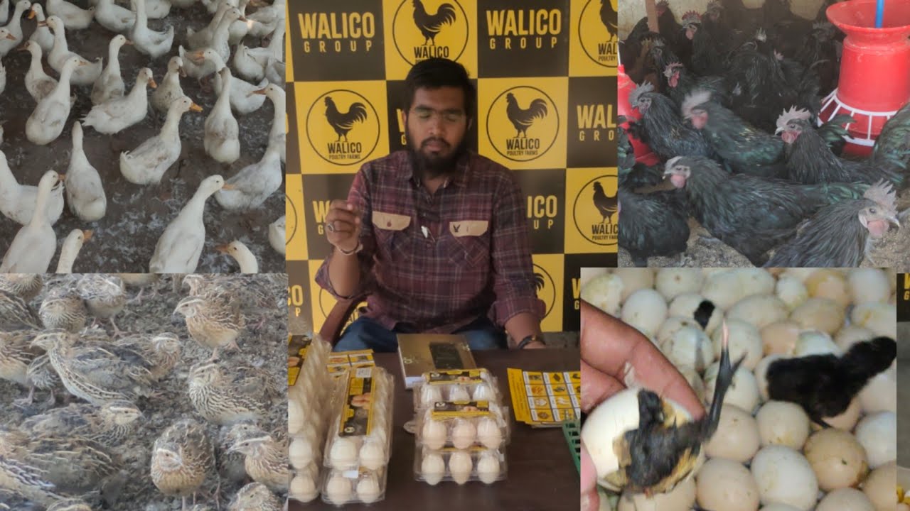 Walico Poultry Farms | Kadaknat Chicken & Eggs | Bater Birds Available in Hyderabad | Desi Murgiya