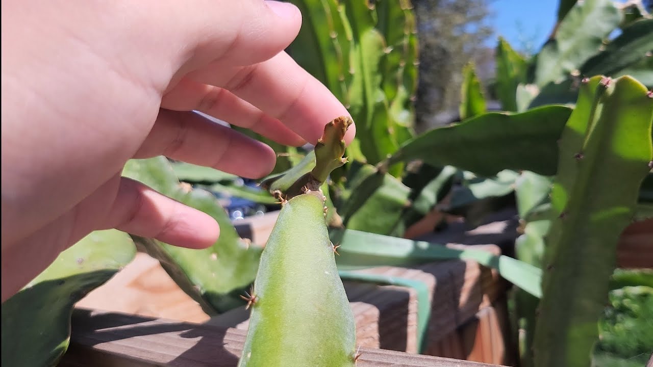 How to Know What Color Your Dragon Fruit is