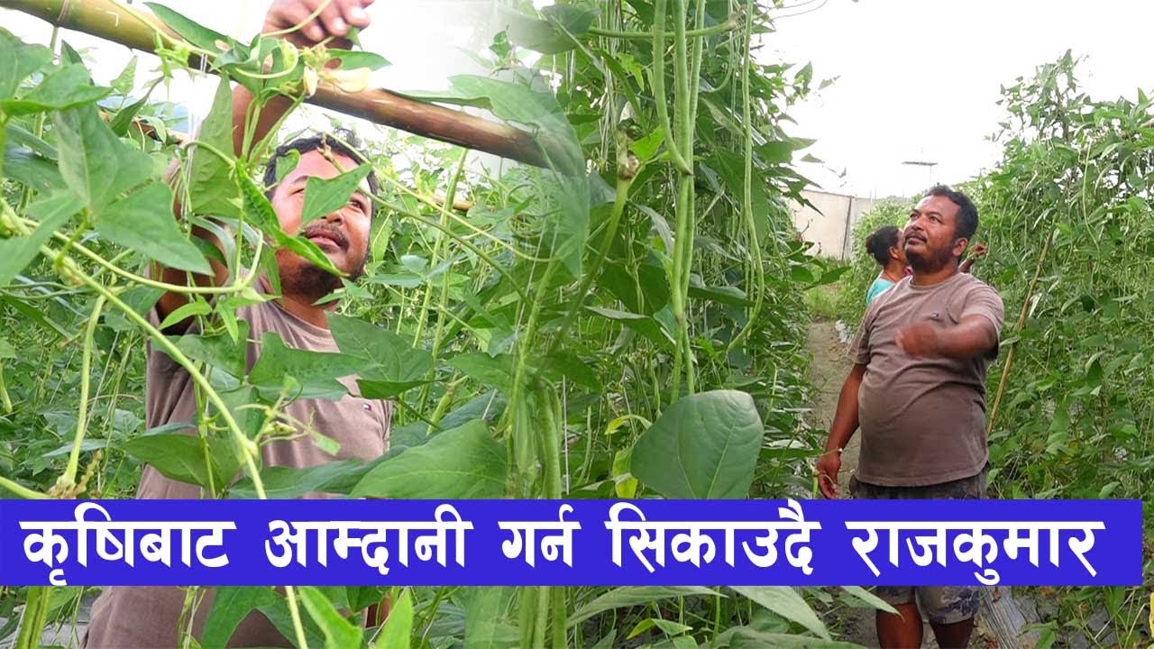 मेहनत संगैं राम्रो आम्दानी गरिरहेका राजकुमार  || Vegetable Farming in Nepal ||