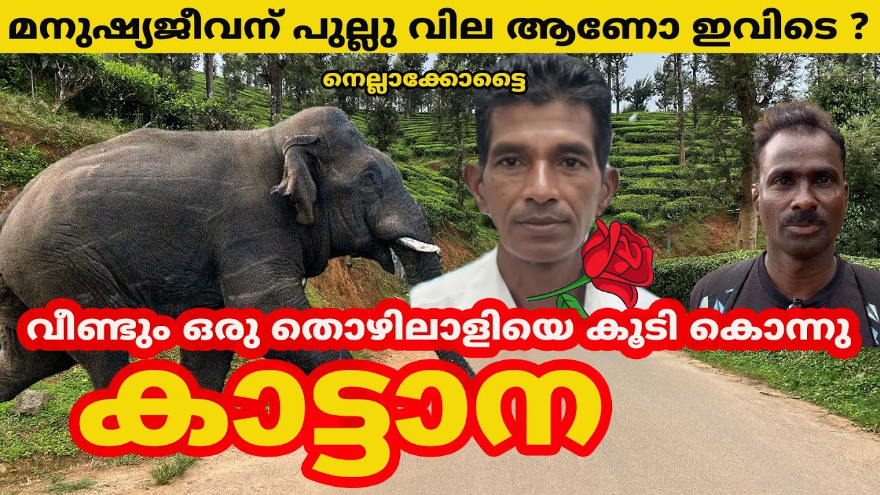 വീണ്ടും ഒരു തൊഴിലാളിയെ കൂടി കൊന്നു കാട്ടാന  മനുഷ്യജീവന് പുല്ലു വില? #elephant #nilgiris