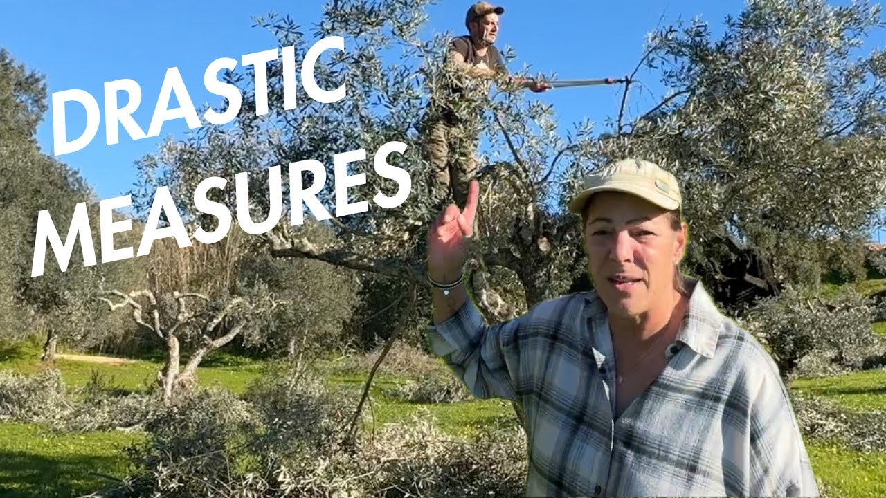 Portugal Farm Life | Olive Tree Pruning