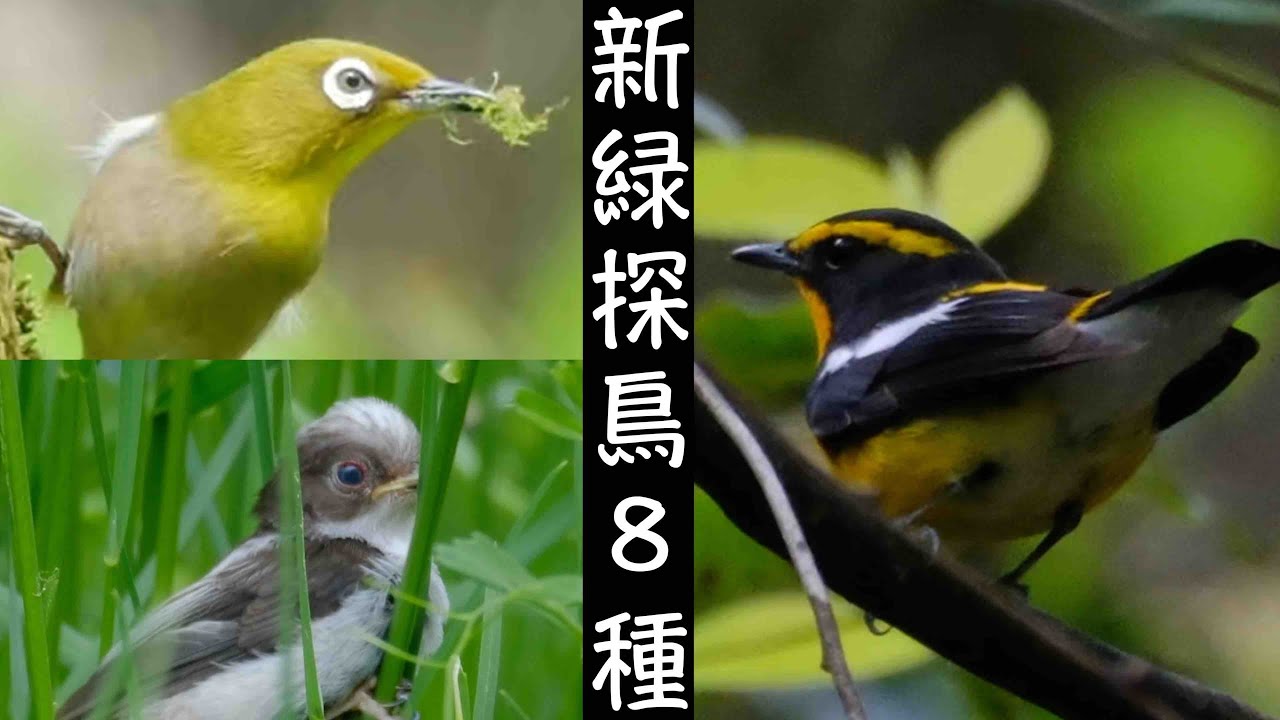 4月18日 キビタキ来てるよ でも手強かった水元公園探鳥