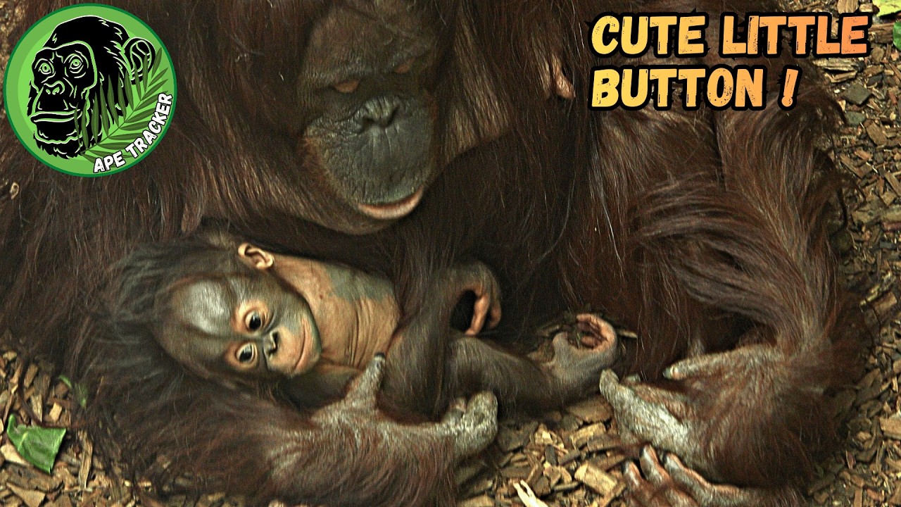 Baby Orangutan Sucking On Her Little Toes !