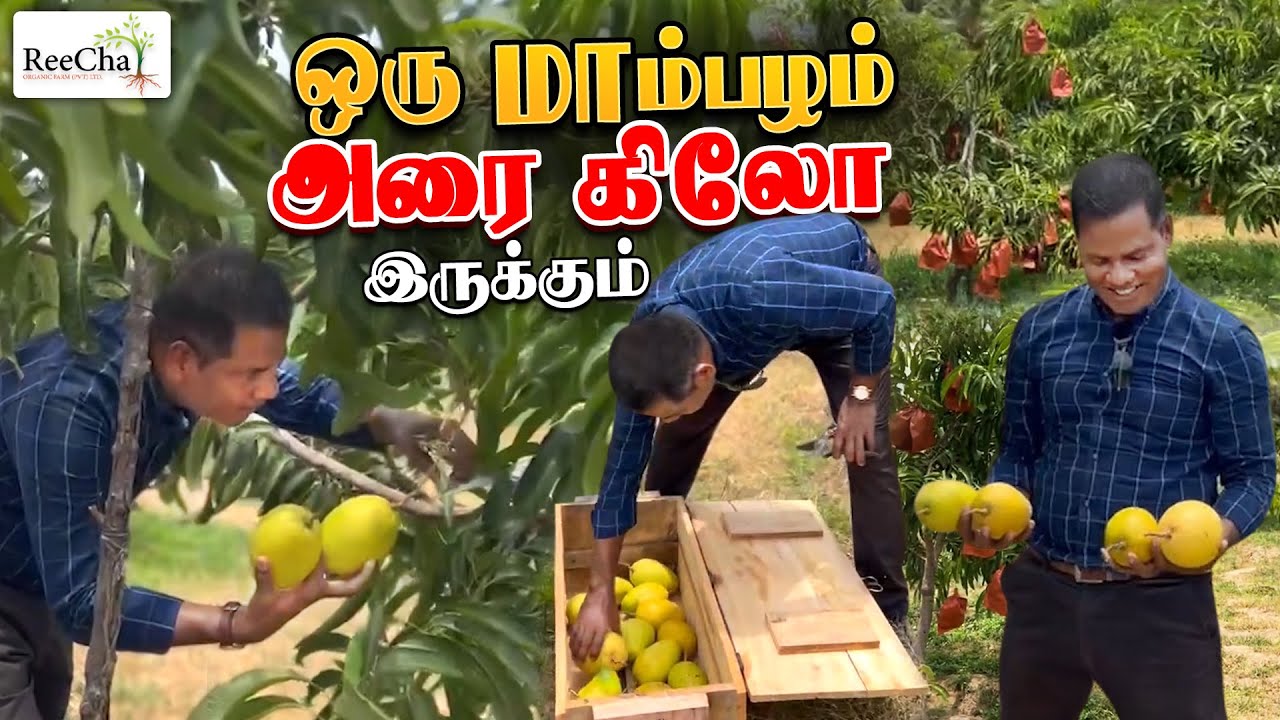 Organic Mango Harvesting Vlog | Best Farm House in Sri Lanka | BK in Reecha