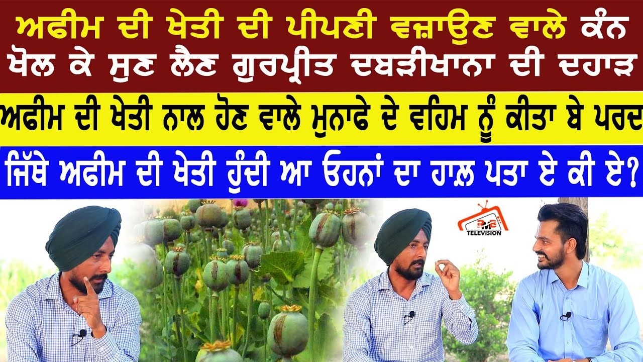 ਅਫੀਮ ਦੀ ਖੇਤੀ ਦੀ ਪੀਪਣੀ ਵਜ਼ਾਓਣ ਵਾਲੇ ਕੰਨ ਖੋਲ ਕੇ ਸੁਣ ਲੈਣ Gurpreet Dabrikhana ਦੀ ਦਹਾੜ।