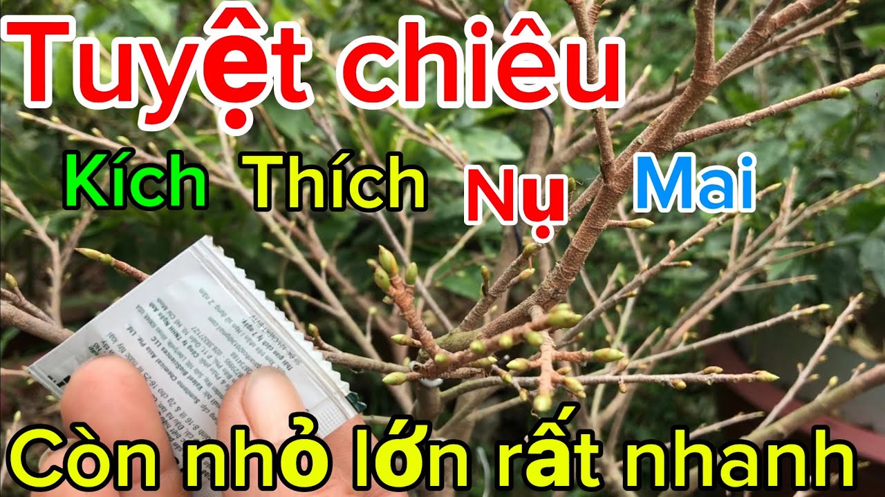 Chỉ cần gói thuốc này nụ mai nhỏ lớn nhanh như thổi ít người biết