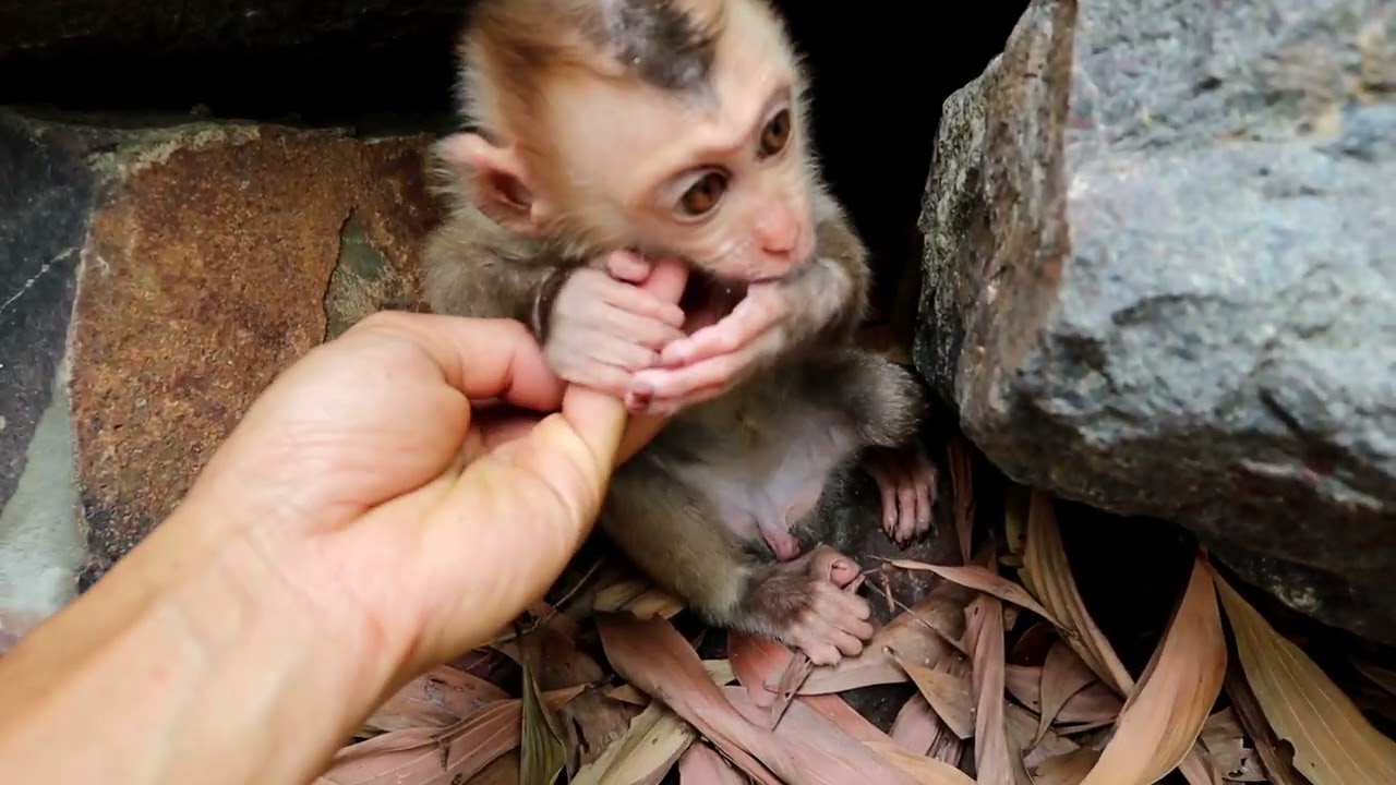 monkey Tin hinden in the cave