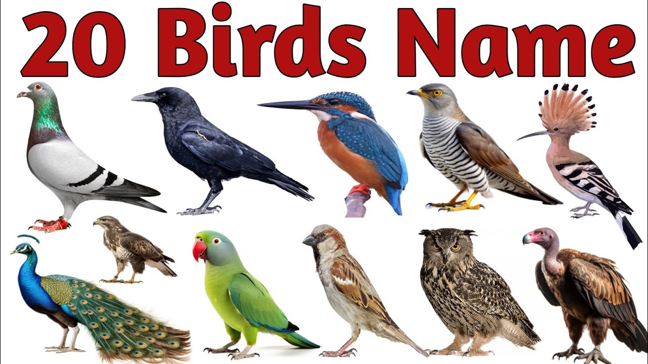 Birds Name | Birds Name Hindi & English | पक्षियों के नाम | Birds Name for kids | Birds Name