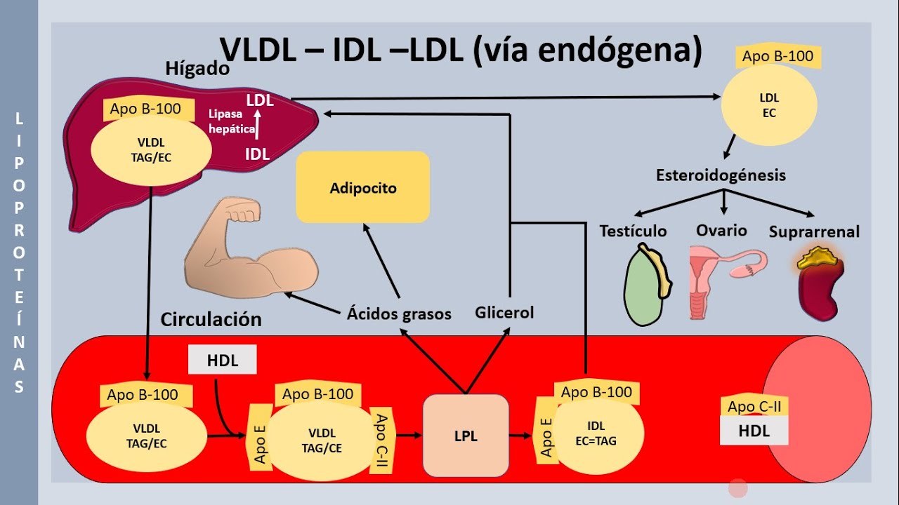 Metabolismo de las lipoproteínas, clasificación de Fredrickson y fármacos hipolipemiantes