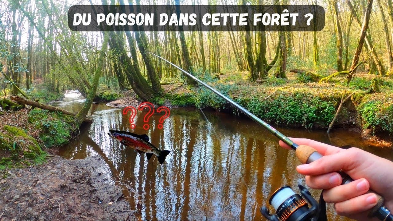 DE LA TRUITE DANS CE MAGNIFIQUE RUISSEAU EN FORÊT ?