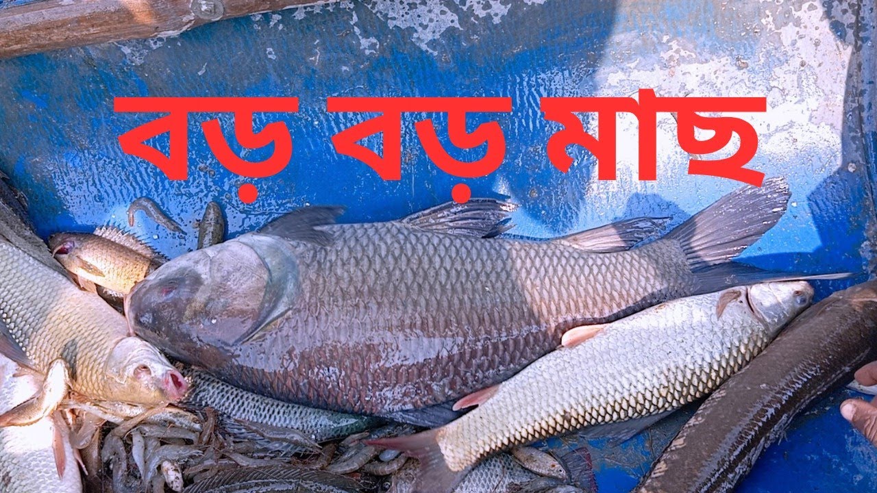 Amazing Net Fishing in Fish Farm | Giant Fish Harvest।