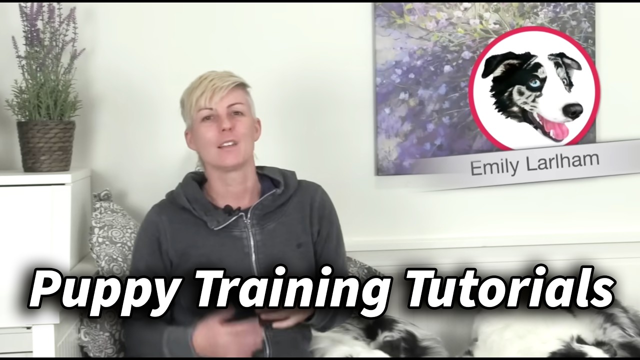 Puppy Training - What to train first - 29 in depth tutorials