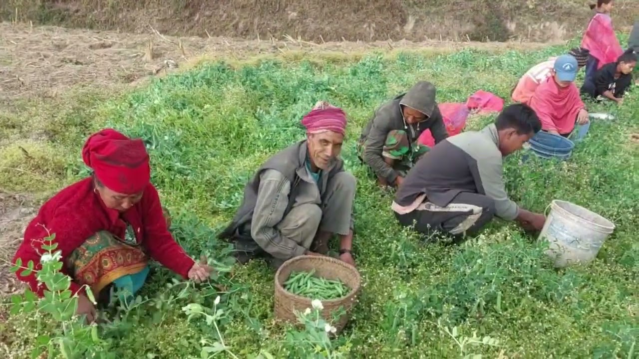 Best Nepali Mountain Village Lifestyle Video Compilation || Simply The Best Rural Life