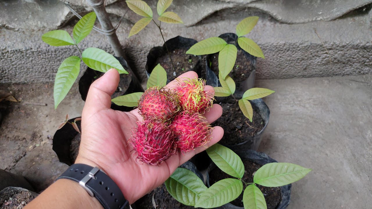 Paano Magpatubo ng Rambutan Seeds (Grow Rambutan from Seeds )- English caption