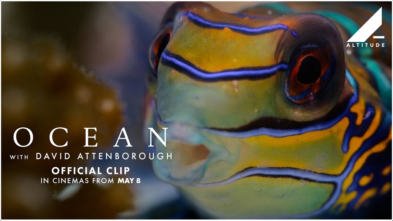 OCEAN WITH DAVID ATTENBOROUGH | 'VARIETY OF OCEAN LIFE' CLIP | IN CINEMAS NOW | Altitude Films